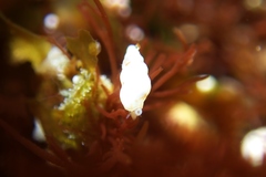 Exaesopus subturritus