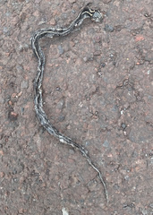 Pseudalsophis steindachneri