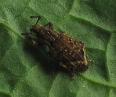 Chalepistes compressus