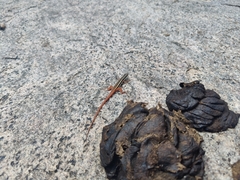 Ophisops leschenaultii