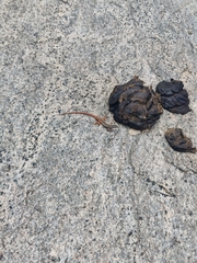 Ophisops leschenaultii