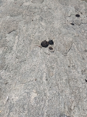 Ophisops leschenaultii