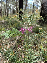 Comesperma retusum