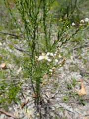 Comesperma retusum
