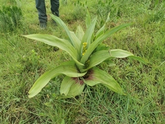 Hypoxis colchicifolia