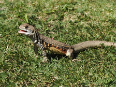 Leiolepis belliana