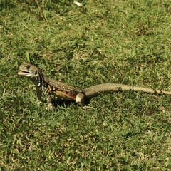 Leiolepis belliana