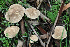 Leucopaxillus eucalyptorum