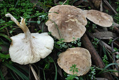 Leucopaxillus eucalyptorum