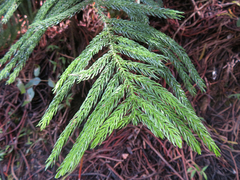 Araucaria columnaris