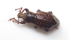 Chalepistes compressus