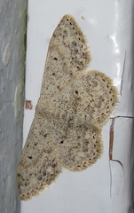 Scopula marginepunctata