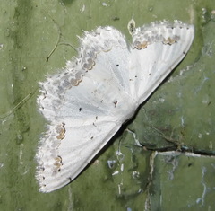 Scopula orientalis