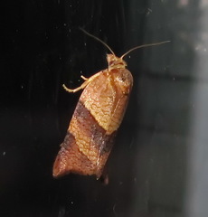 Philedone gerningana