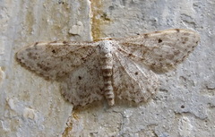 Idaea camparia