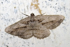 Peribatodes correptaria