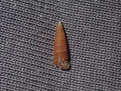 Seila crocea