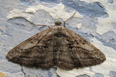 Peribatodes correptaria