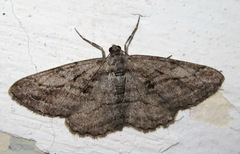 Peribatodes correptaria