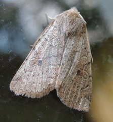 Agrochola laevis