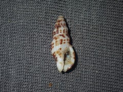 Maculotriton serriale