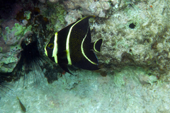 Pomacanthus paru