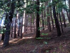 Araucaria columnaris