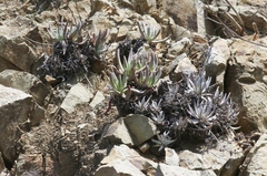 Dudleya virens