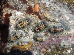 Chiton albolineatus