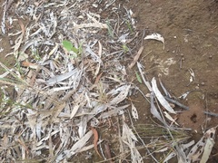 Pentameris airoides airoides