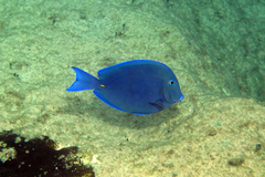 Acanthurus coeruleus