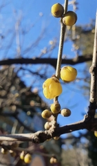 Chimonanthus praecox