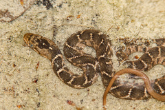 Plain-Bellied Water Snake photo 3