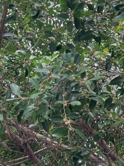 Ficus microcarpa