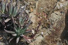 Dudleya virens
