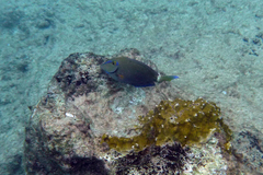 Acanthurus tractus