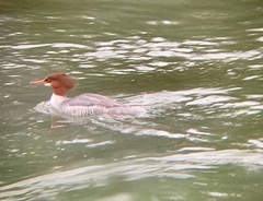Mergus merganser