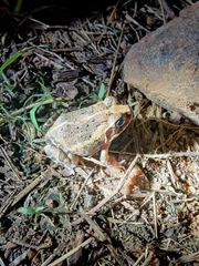 Sphaerotheca breviceps