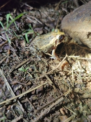 Sphaerotheca breviceps