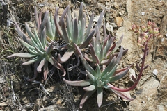 Dudleya virens