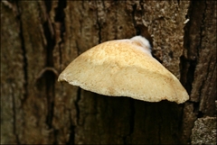 Crepidotus eucalyptorum
