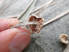 Paramarasmius mesosporus