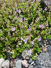 Veronica hookeriana