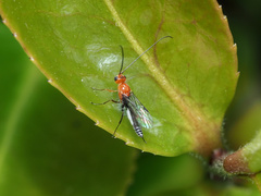 Oedemopsini