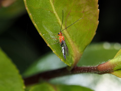 Oedemopsini