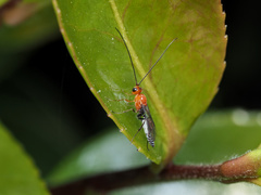 Oedemopsini