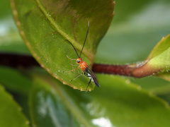 Oedemopsini