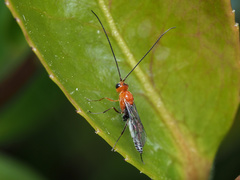 Oedemopsini