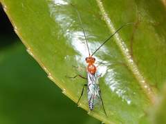 Oedemopsini