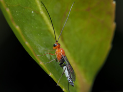 Oedemopsini